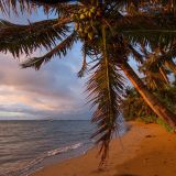 Molokai Palm